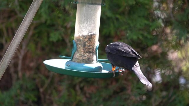 blackbird at the feeder