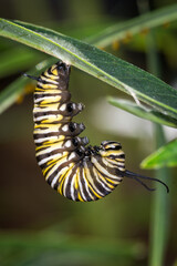 Monarch caterpillar beginning to form chrysalis