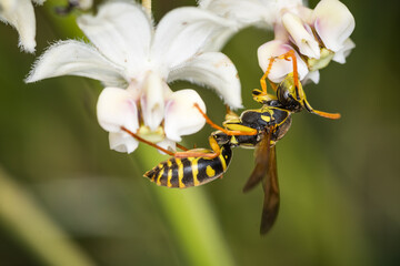 Close up of a paper wasp searching for nectar on a flower