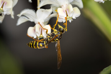 Close up of a paper wasp searching for nectar on a flower © Nathan McClunie