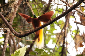 The lesser bird-of-paradise (Paradisaea minor) is a bird-of-paradise in the genus Paradisaea. This...