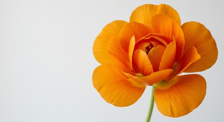 Golden Hour Bloom AI Generated