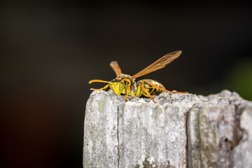 Close up of a paper wasp on an old wooden post
