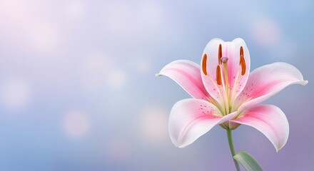 Fototapeta premium Pastel Lily Bloom AI Generated