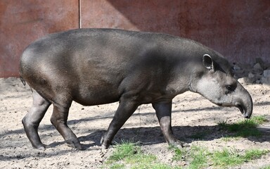 A tapir looks for food