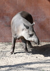 Fototapeta premium A tapir in a prairie