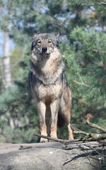 A gray  wolf in an europoean forest