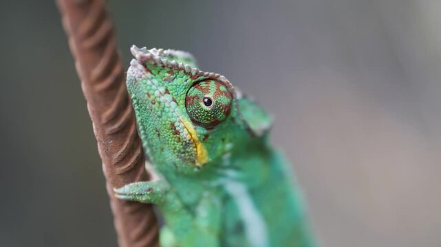 Cam&eacute;l&eacute;on Endormi 1	