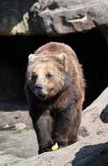 Fototapeta premium A brown bear in its den