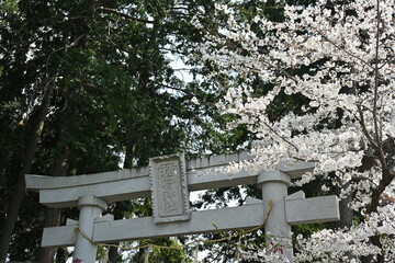 神社の鳥居ときれいな桜の風景