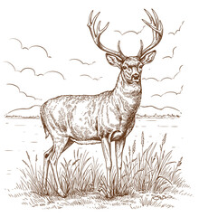 Hand Drawing Deer standing Vintage Vector