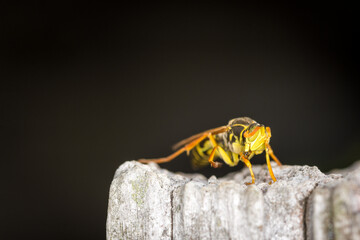 Close up of a paper wasp on an old wooden post
