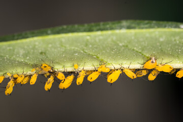 Infestation of aphids on garden plant
