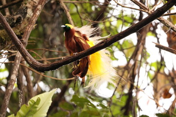 The lesser bird-of-paradise (Paradisaea minor) is a bird-of-paradise in the genus Paradisaea. This...