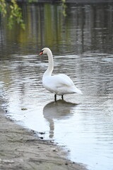 
A graceful white swan swims in the lake