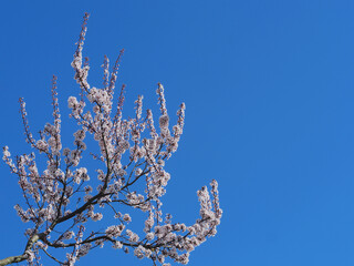 Obstbaumblüte