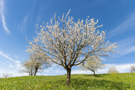 Cherry tree blossom on the hills under the sunny sky
