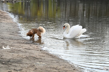 
A graceful white swan swims in the lake