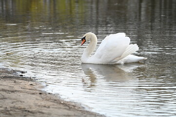 
A graceful white swan swims in the lake