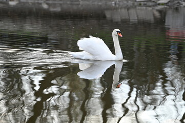 
A graceful white swan swims in the lake