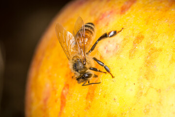 Close up of a honey bee on a fallen apple