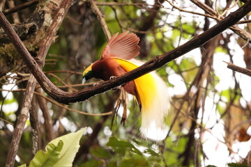 The lesser bird-of-paradise (Paradisaea minor) is a bird-of-paradise in the genus Paradisaea. This...