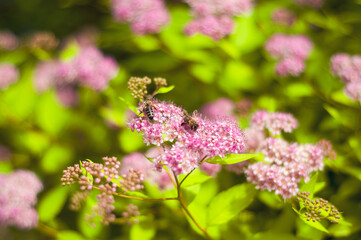 Closeup of a bee landing on pink spirea flowers, highlighted in soft focus with lush greenery.