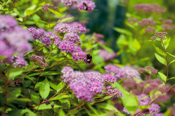 A serene summer moment as a bumblebee lands on pink spirea blooms, sunlight enhancing the scene.