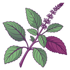 Create a bold, vector illustration of a sprig of holy basil with vibrant green leaves and purple flowers.  Focus on strong, graphic lines.
