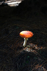 Bright red and white spotted Amanita Muscaria or fly agaric toadstool growing in a pine forest, glowing in dappled sunlight
