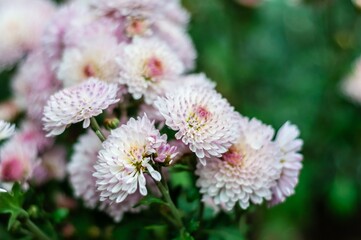 Delicate pink and white chrysanthemum blossoms in selective focus with a soft bokeh background.