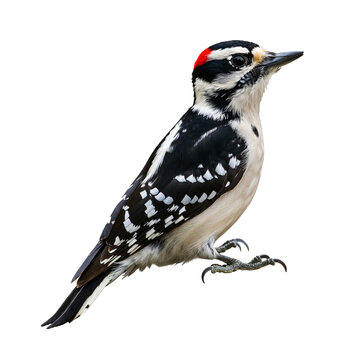Woodpecker Transparent PNG &ndash; Realistic Bird Clipart Isolated on Transparent Background for Design and Education