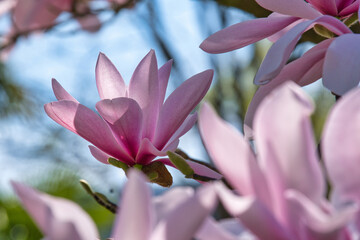 Magnolienblüte © Peter Allgaier