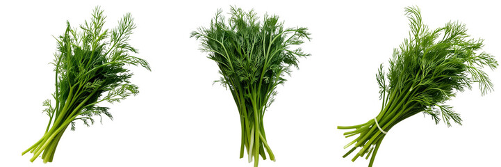 Fototapeta premium Set of A photo of a Fresh green dill sprigs isolated on a transparent background