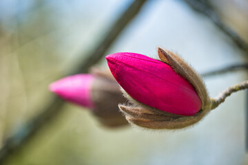 Magnolienblüte