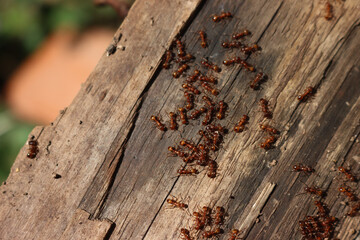 Many European red ants on a piece of wood in the garden. Lasius flavius. Yellow meadow ants