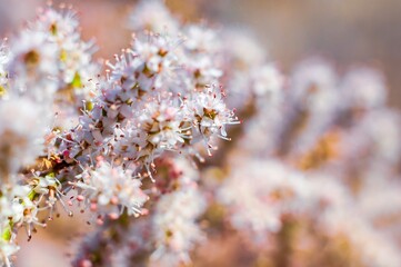 A close-up of delicate buckwheat wildflowers showcasing their intricate details in soft focus.