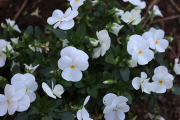Pansies plant in bloom with many white flowers in the flowerbed. Viola