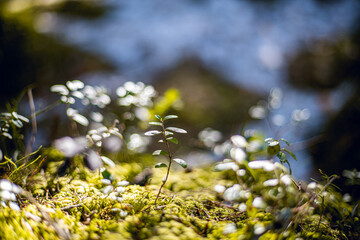 close up of mossy forest floor with warm sunlight
