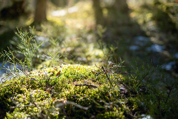 close up of mossy forest floor with warm sunlight