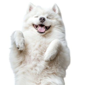 Happy Samoyed Dog on Back. (1)