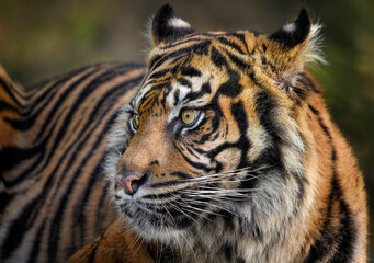 A close up of a Sumatran Tiger