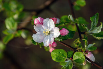 Beautiful delicate flowers have blossomed on the fruit trees.