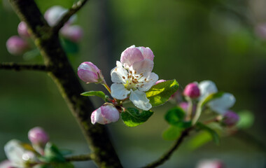 Beautiful delicate flowers have blossomed on the fruit trees.
