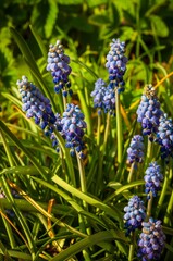 A vibrant cluster of grape hyacinths blossoms in a sunlit garden, showcasing its beauty.
