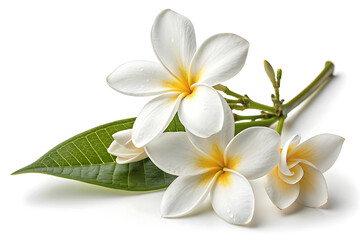 Obraz premium jasmine flower image isolated on white background