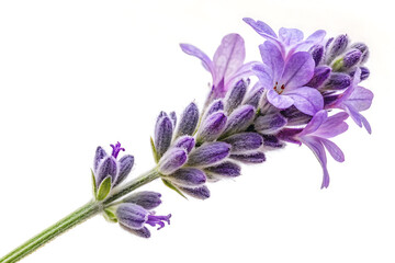 lavender flower in purple violet colors image isolated on white