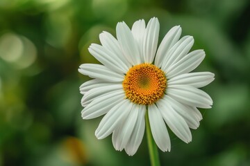 Delicate white daisy flower blooming in a lush green garden during springtime sunlight