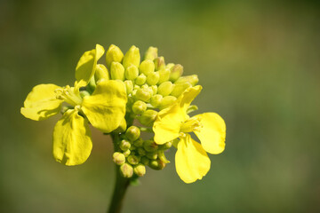 Closeup on the yellow flowers of the turnip rape, field mustard or , Brassica rapa