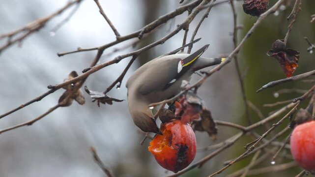 footage of bohemian waxwing (Bombycilla garrulus) bird feeding on persimmon.
